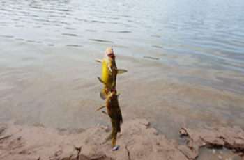 冬季垂钓黄颡鱼的实用技巧