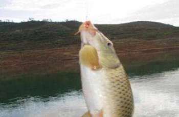 野生鲤鱼的习性、饵料与钓法分享