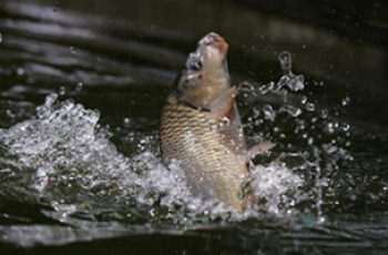 鲤鱼常见的脱钩跑鱼现象及遛鱼技巧