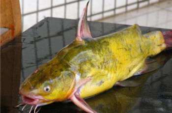 秋季钓黄颡鱼的3个技巧