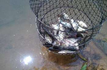 秋季江河中钓鱼要注意线组和饵料搭配