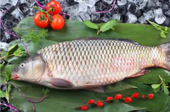 常见鱼类的杂食性特征分析