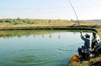 夏季肥水养殖塘钓鱼的五个技巧