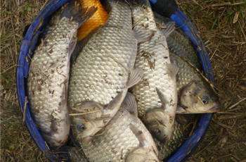 鱼性分析：钓饵下降速度对鱼吃饵有什么影响？