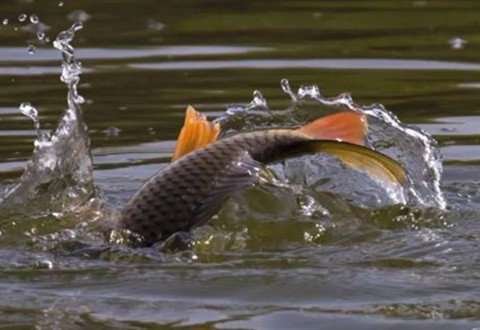 春季手竿钓鲤鱼的注意事项