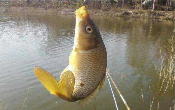 冬季钓鲤鱼用什么味型