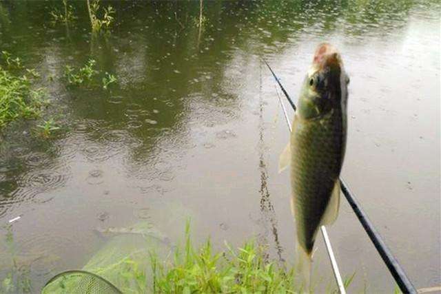 冬季阴雨天钓鱼技巧