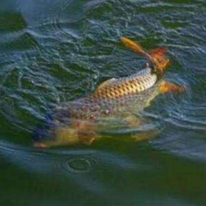 水库夏钓鲢鳙的钓具选择用饵与遛鱼技巧，钓好鱼的关键