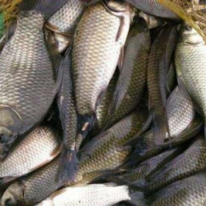 夏季野钓鲶鱼的4个小知识，渔获自然少不了
