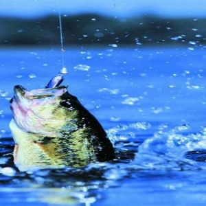夏天钓黄颡鱼的选时用饵技巧及钓法，屡试不爽